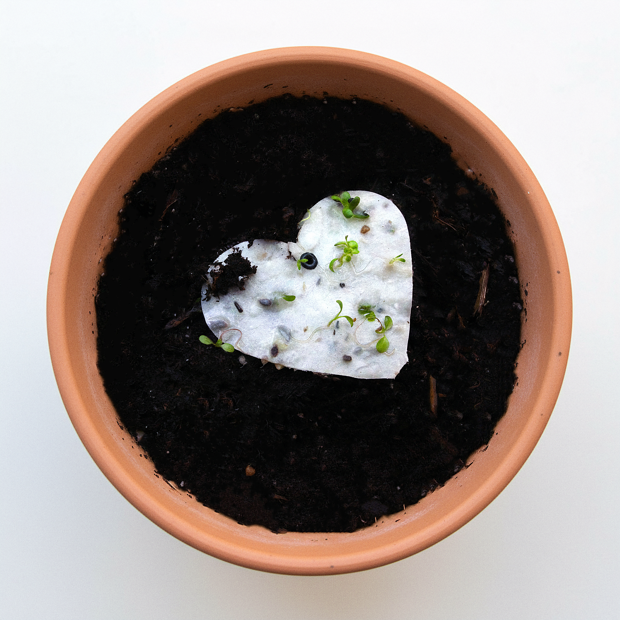 Marturie cu inima plantabila - Poza de produs 5