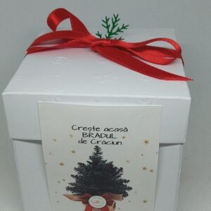 Christmas tree grow kit
