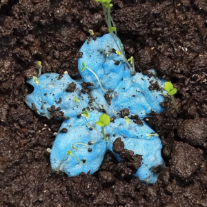 Marturie cu floare de Nu-ma-uita