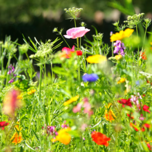Diplomă plantabilă pentru grădiniță, model „Bucuria Naturii”