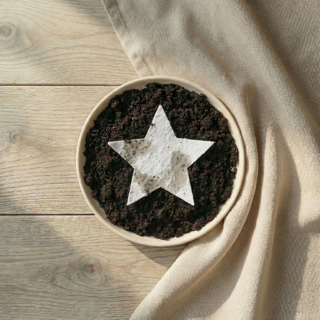 O imagine cu un ghiveci cu o figurina plantabila in forma de stea in proces de crestere