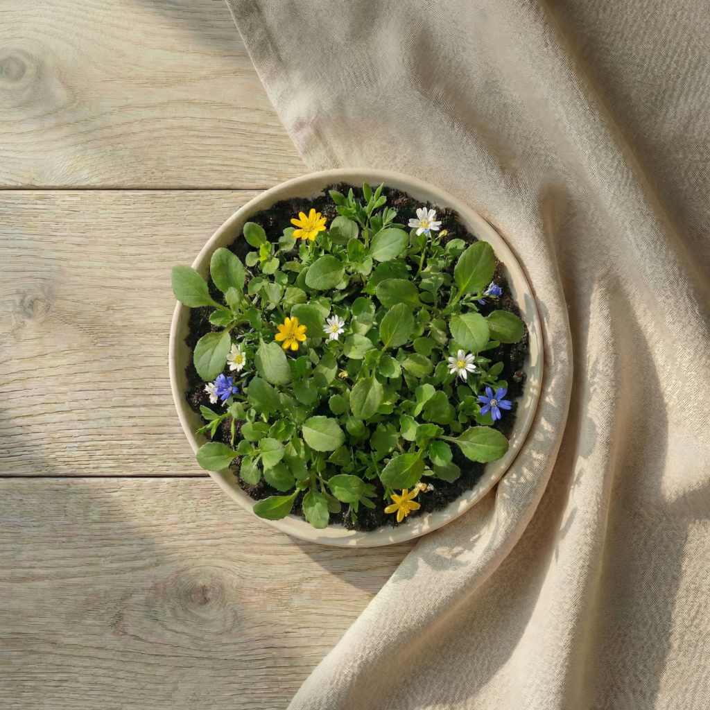 O imagine cu un ghiveci cu o figurina plantabila in forma de stea in proces de crestere