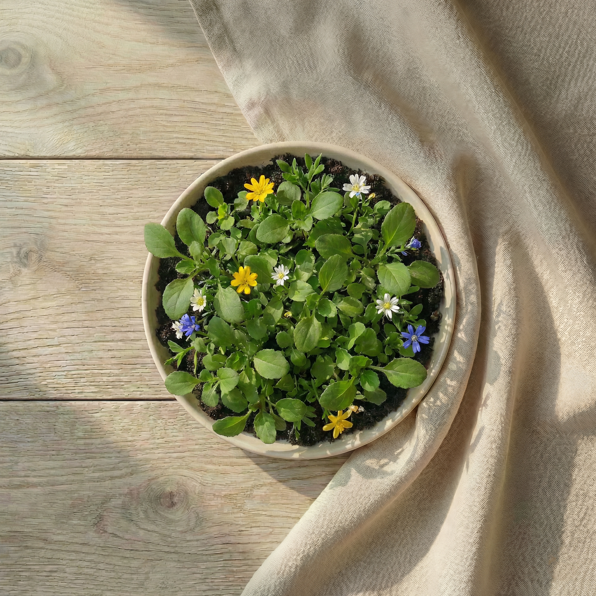 O imagine cu un ghiveci cu o figurina plantabila in forma de stea in proces de crestere