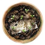 ilustratie_pagina_absolvire_4